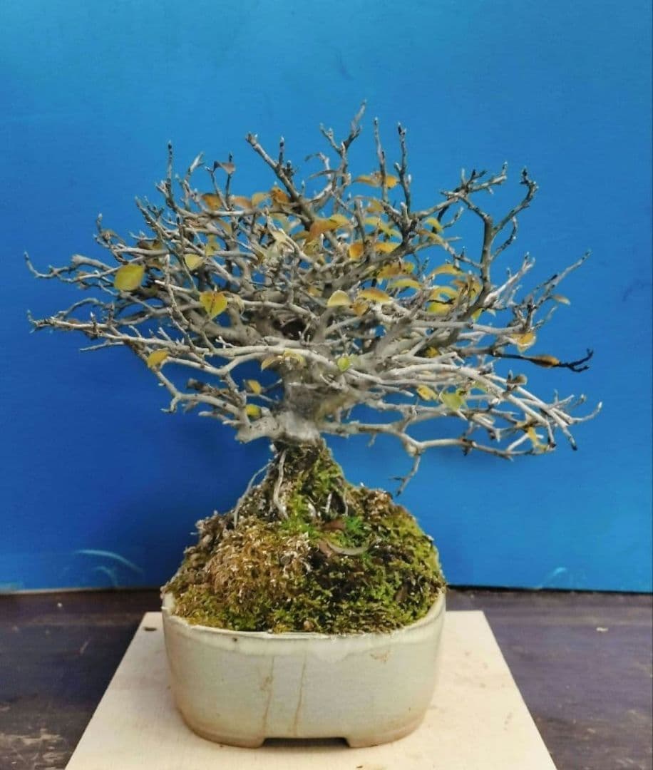 ✿Thaosiuu✿ 老爺柿 雌木 ロウヤガキ 盆栽 小葉性 (P)(Q)