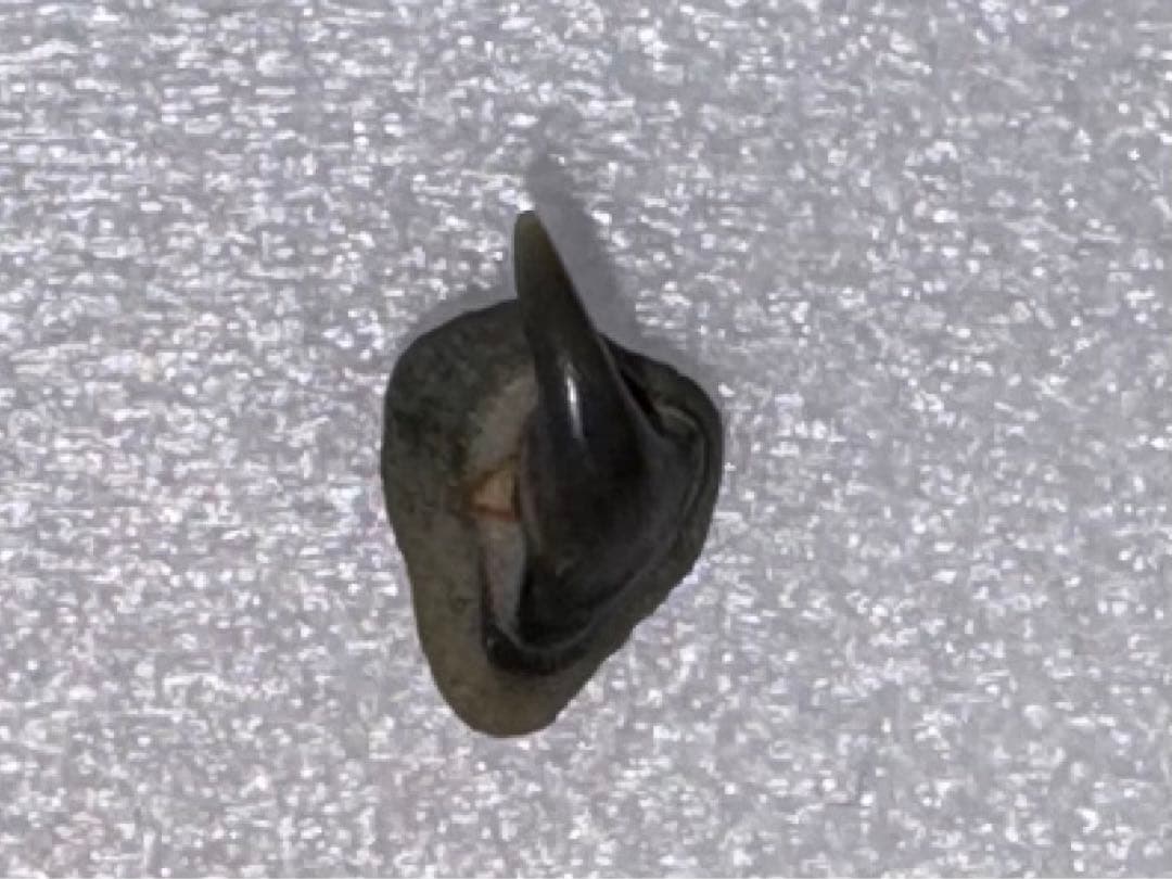 沖縄で拾ったサメ類の歯の化石（メガマウス）。