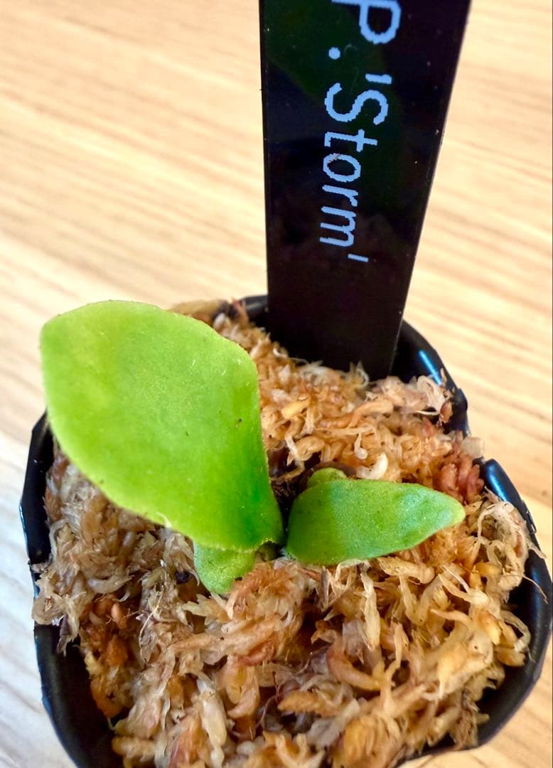 ビカクシダ　セット　OMG　マダガスカリエンセ　リドレイドワーフなど