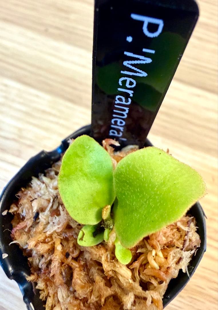 ビカクシダ　セット　OMG　マダガスカリエンセ　リドレイドワーフなど