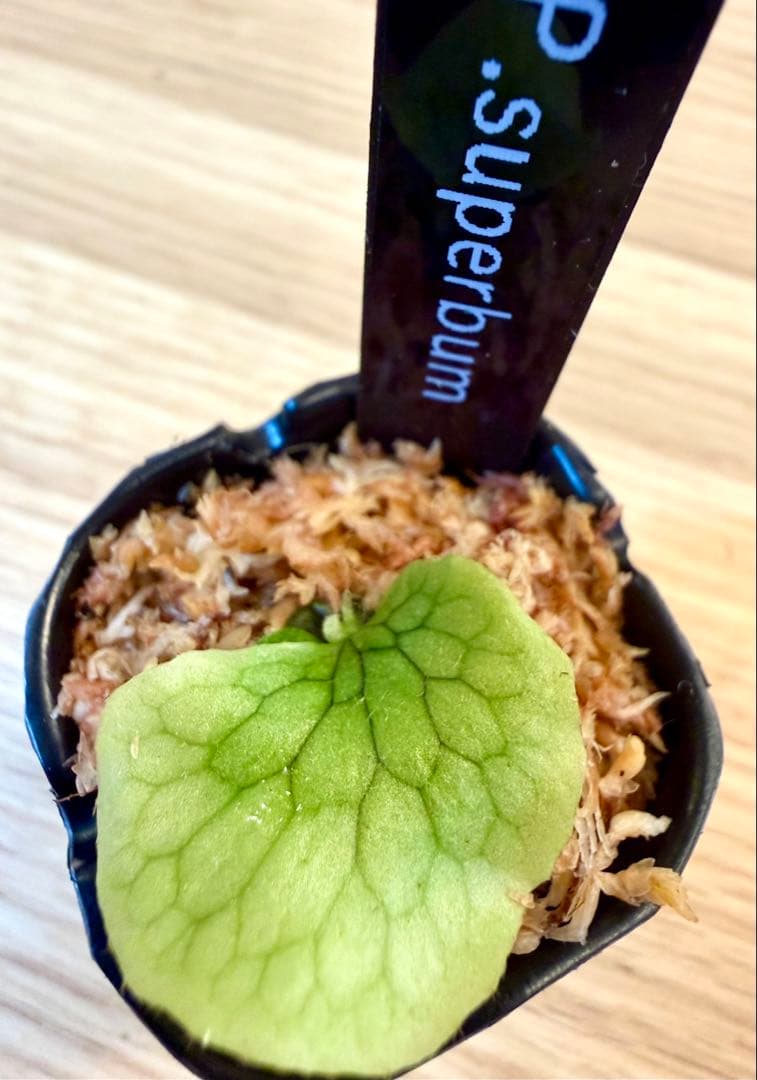 ビカクシダ　セット　OMG　マダガスカリエンセ　リドレイドワーフなど