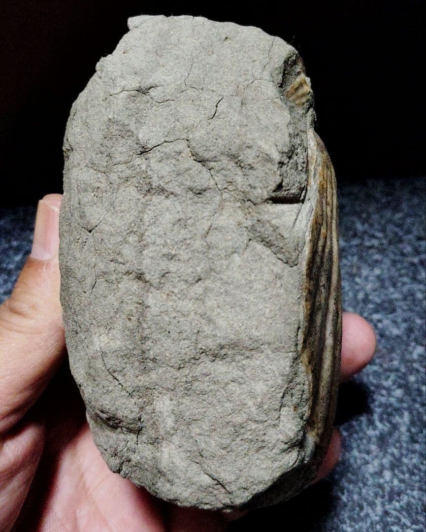 はにわ★ようばけ化石★古秩父湾【1550万年前のホタテ0.8kg】