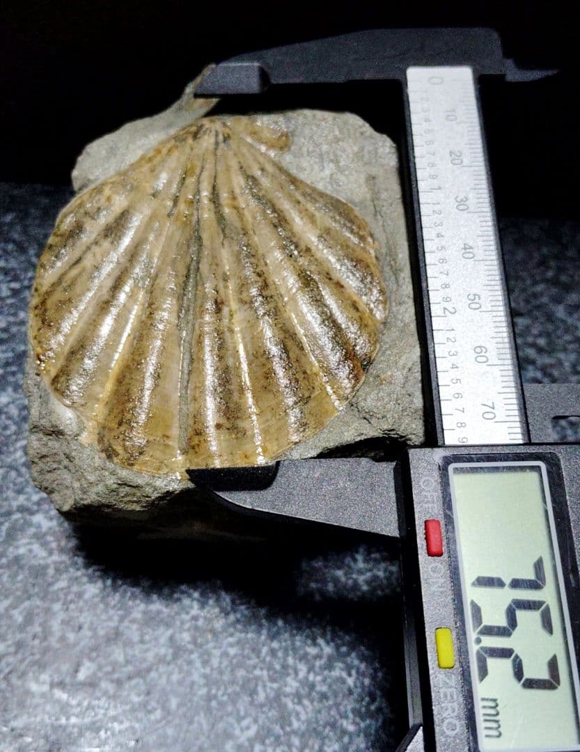 はにわ★ようばけ化石★古秩父湾【1550万年前のホタテ0.8kg】