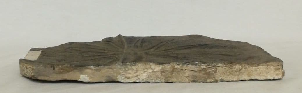 希少　レア　ウミユリ　化石　植物化石　プレート　置物