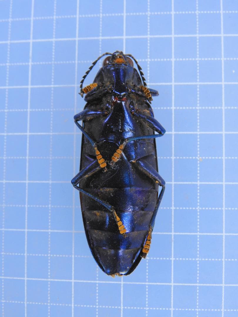 ベトナム産　美麗タマムシ　43mm