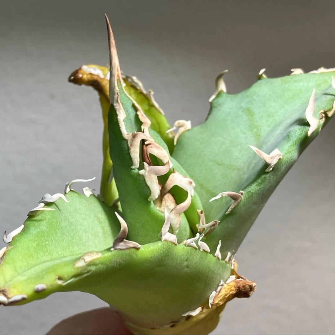 匿名配送【初売り】22 激レア　REZA産　イラン　アガベ　Griffin SP