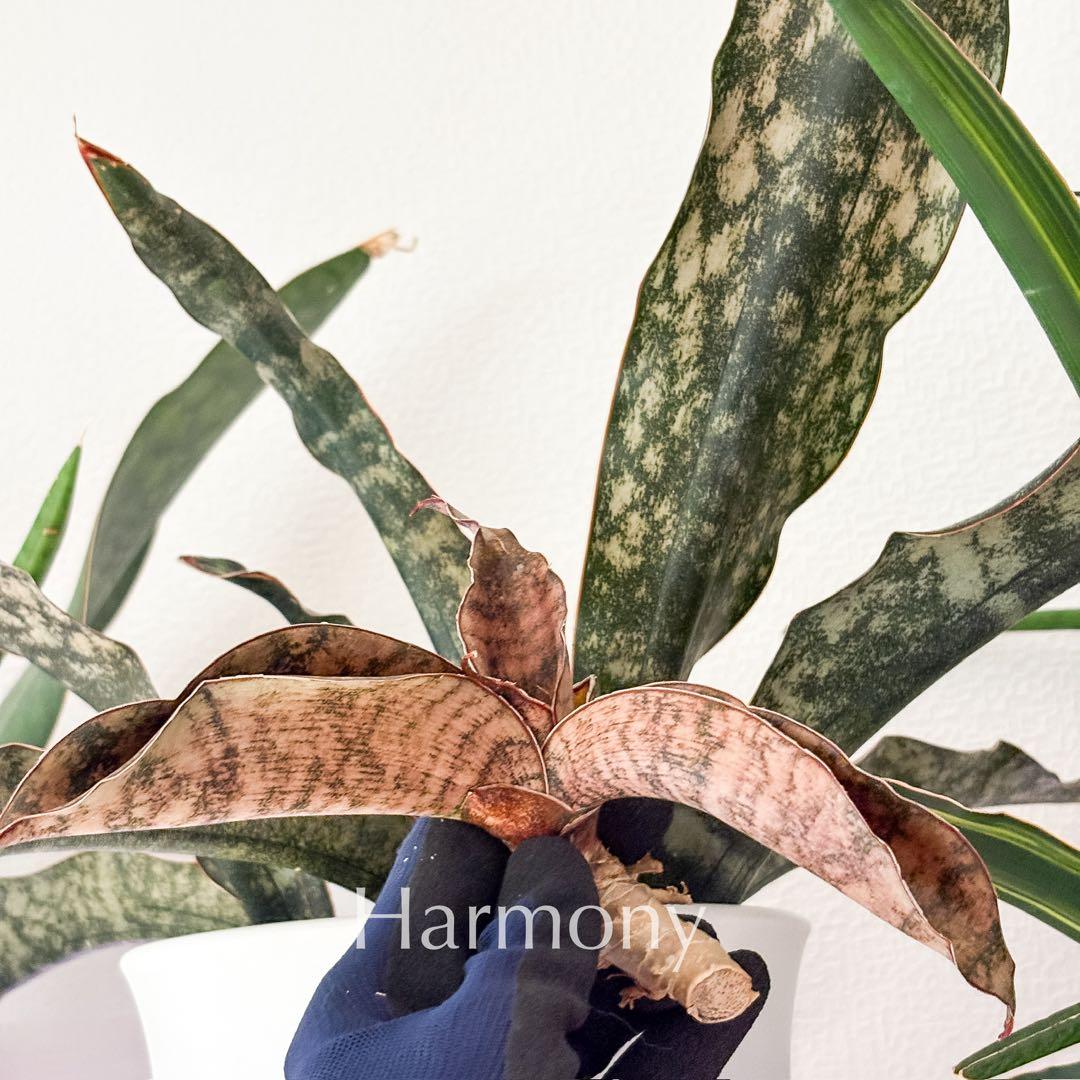 激レア サンスベリア mecufi mozambique sansevieria