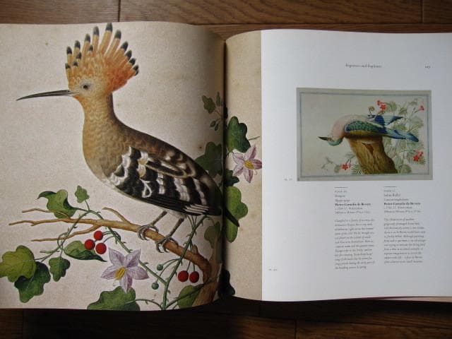 Birds : The Art of Ornithology　絶滅鳥