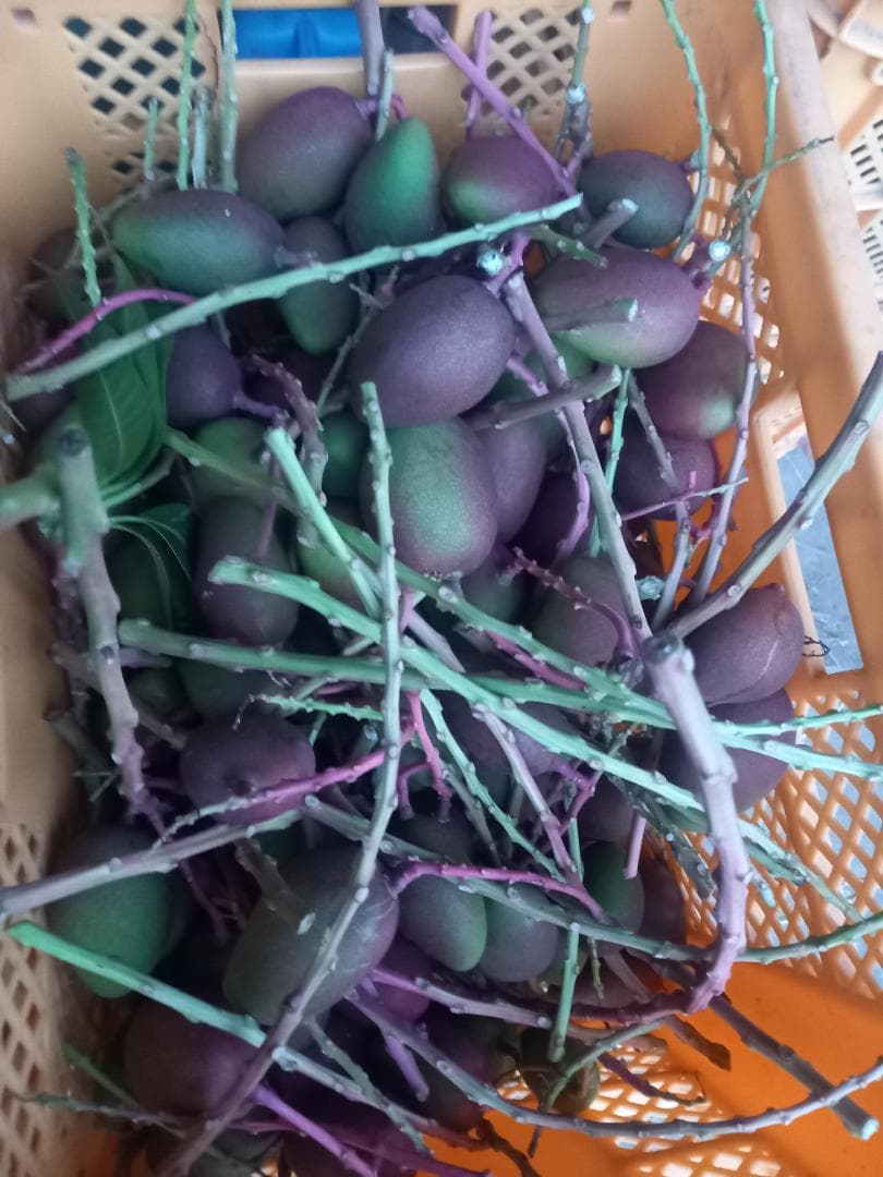 マンゴー+摘果 /16 kg including box