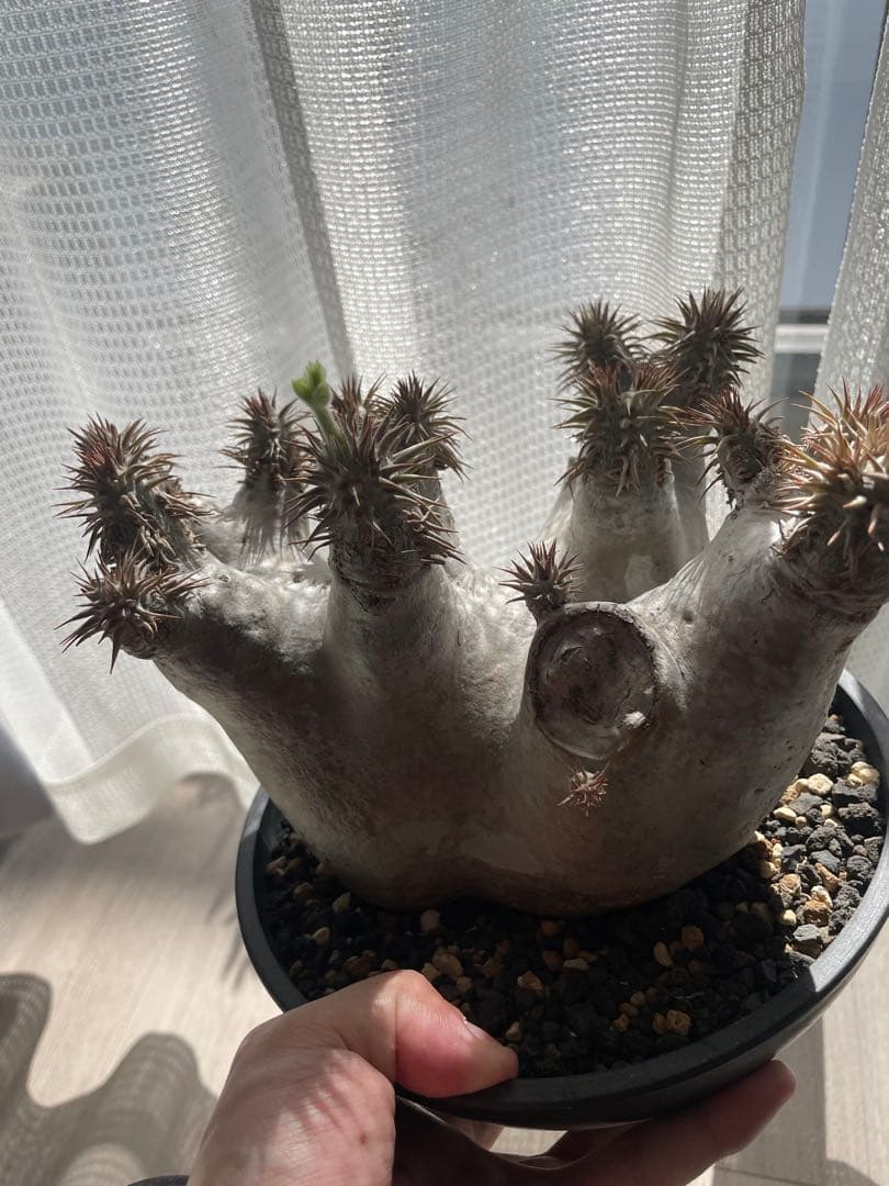 パキポディウム　デンシフローラム特大株