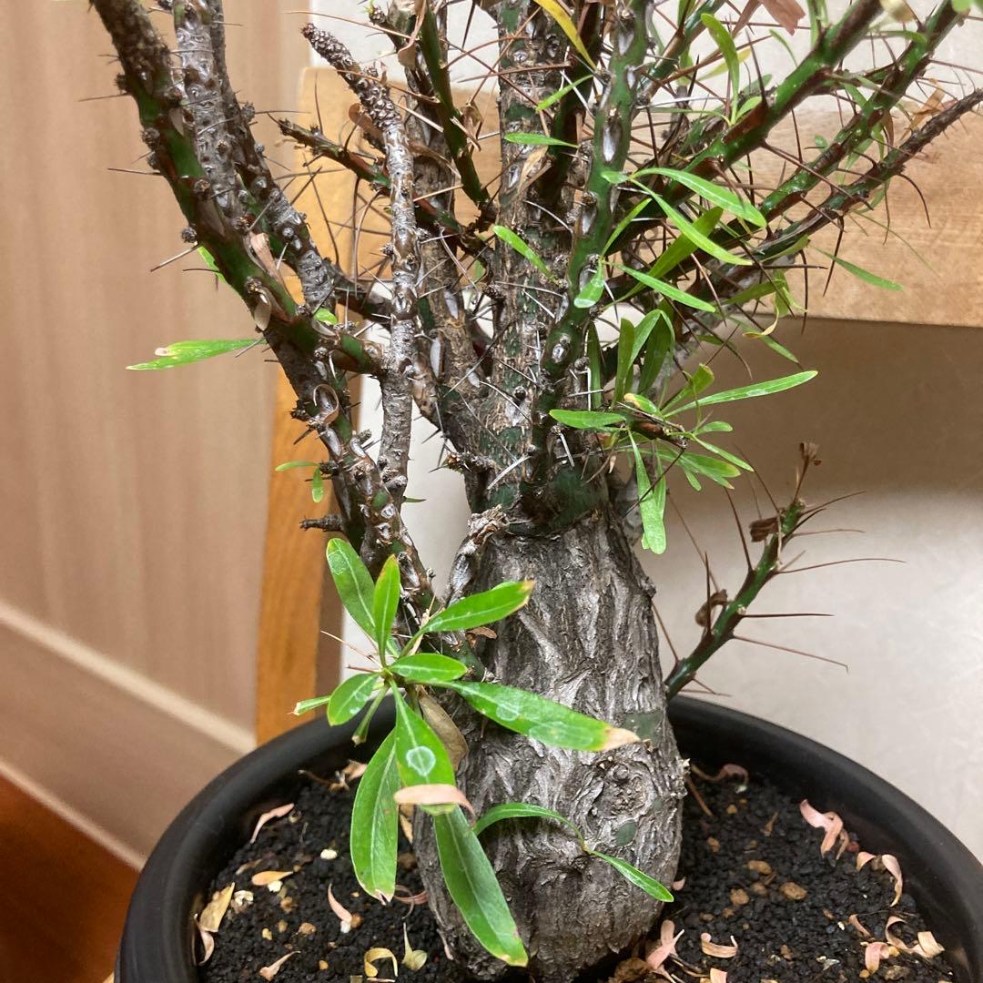 ジュン　フォークイエリア