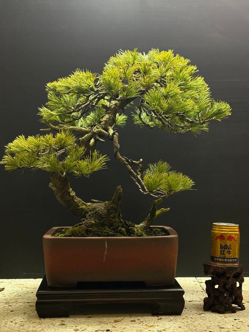 [盆栽]五葉松/山採り//黒松/真柏