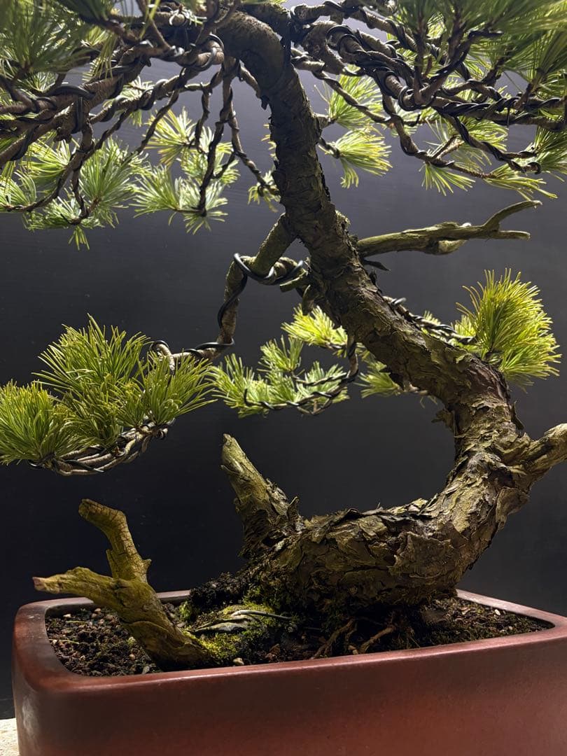 [盆栽]五葉松/山採り//黒松/真柏