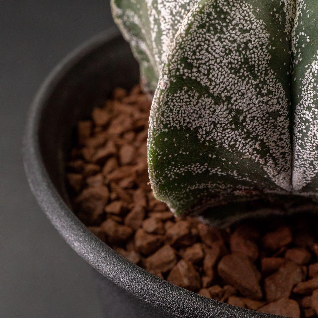 恩塚ランポー x 現地球 （国内実生） アストロフィツム #225