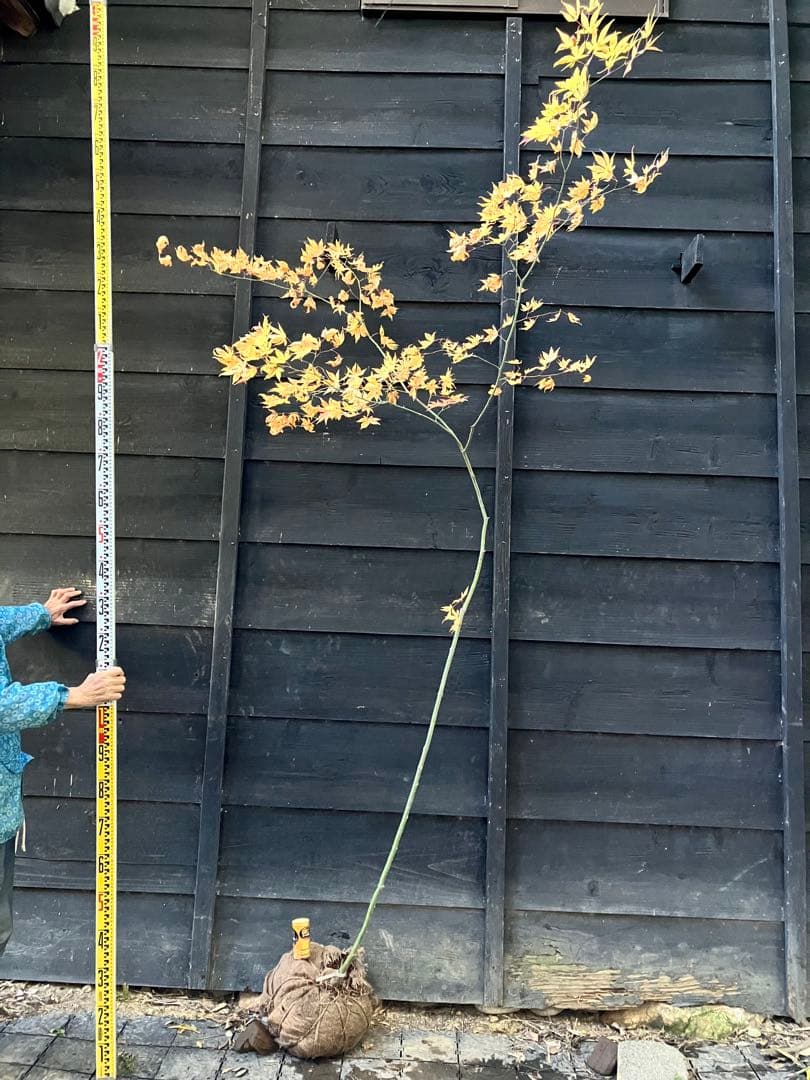 102 山採り　ヤマモミジ