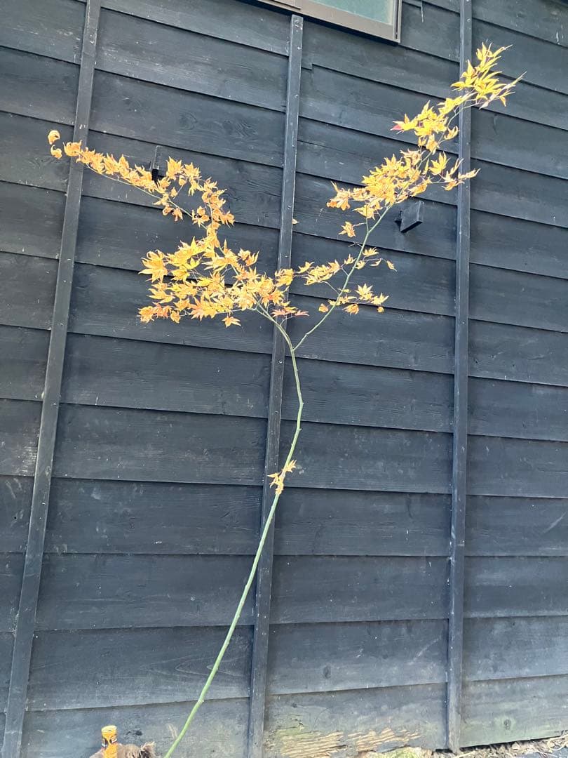 102 山採り　ヤマモミジ