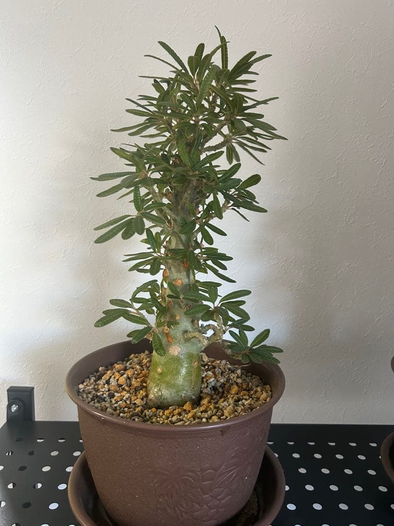 ドルステニア ギガス ブラータ