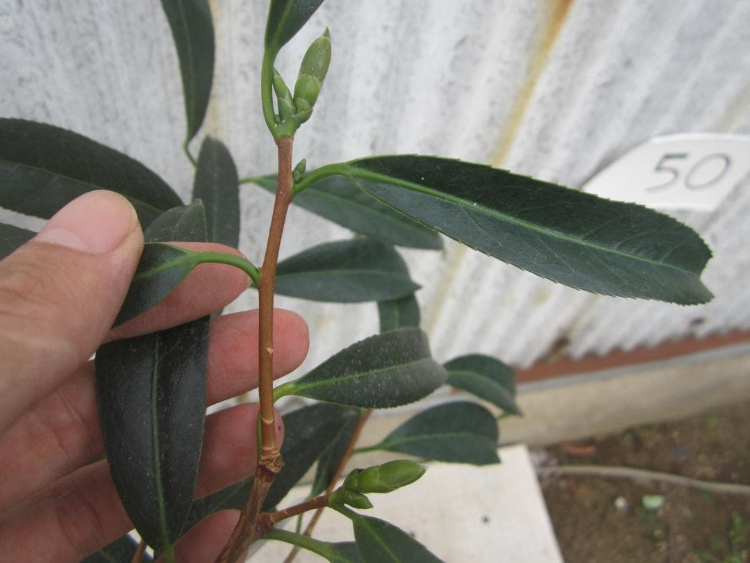 小百合　椿　調整中