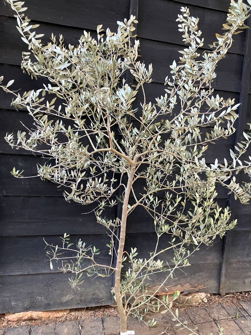 希少　オリーブの木　アスコラーナ　テネラ