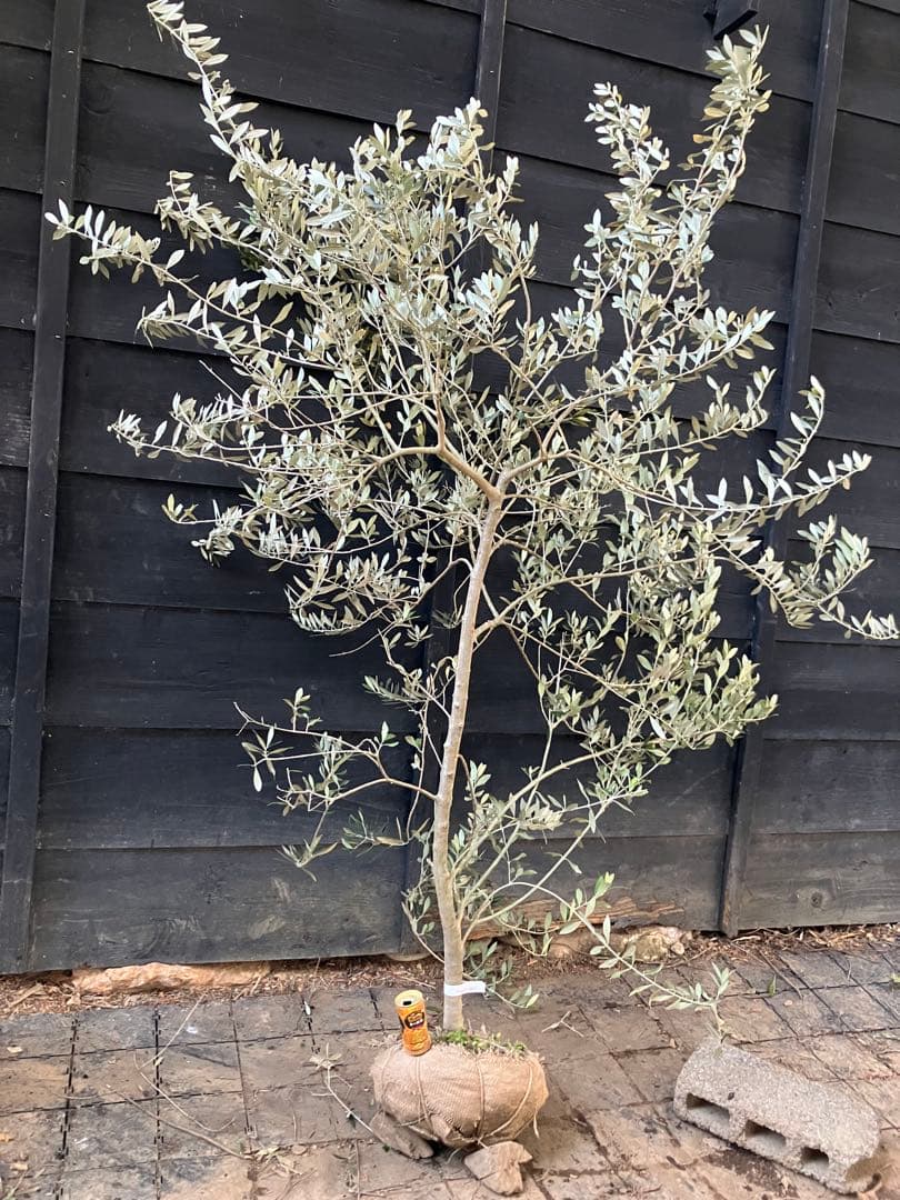 希少　オリーブの木　アスコラーナ　テネラ