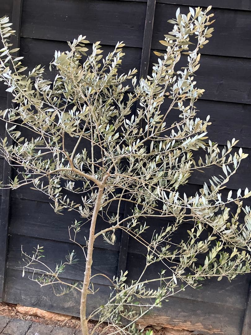 希少　オリーブの木　アスコラーナ　テネラ