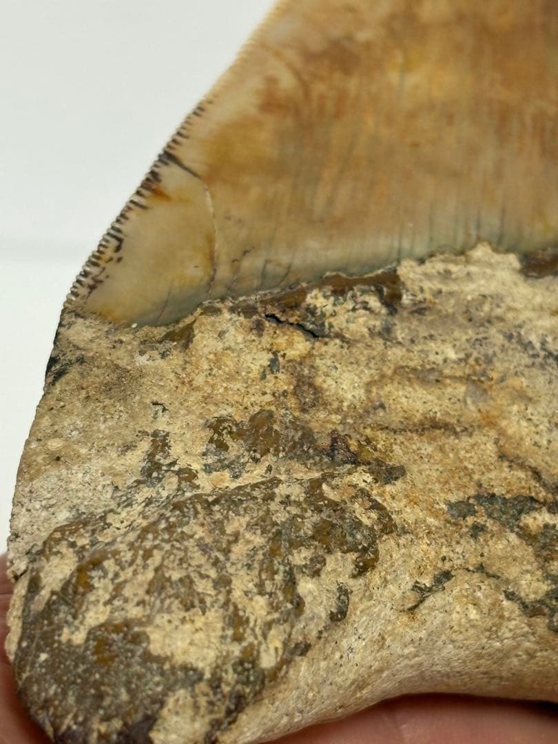 化石 サメの歯メガロドンインネシア約13.2cm 約244g新生代第三紀中新世