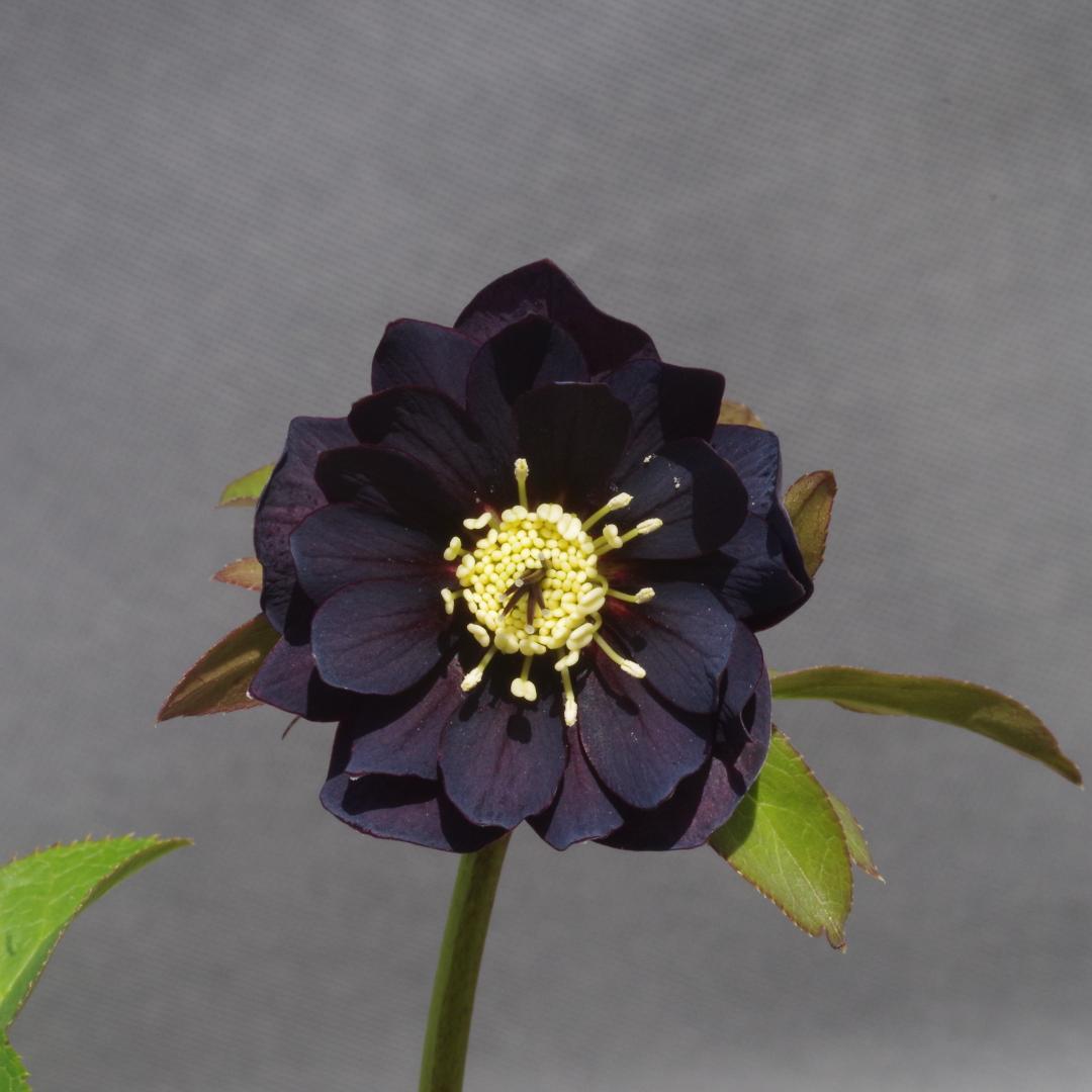 つむ　7681 認定！八咫烏　クリスマスローズ開花　加藤農園