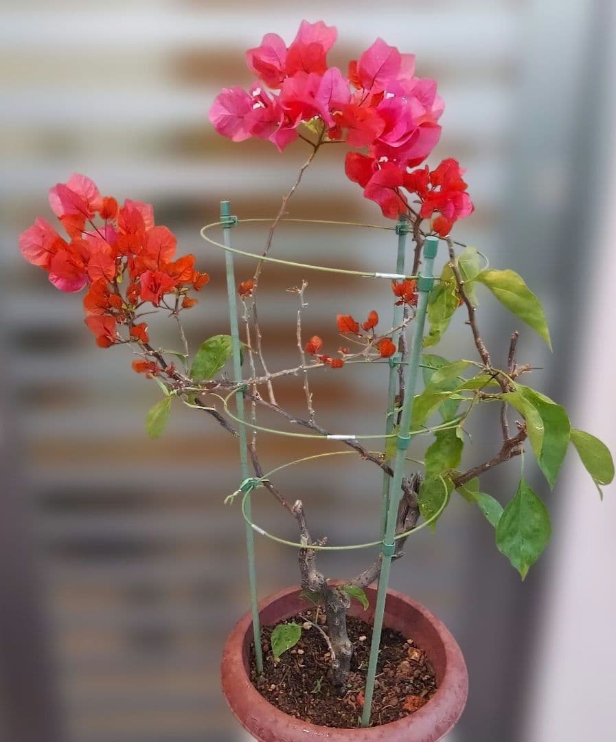 ブーゲンビリア