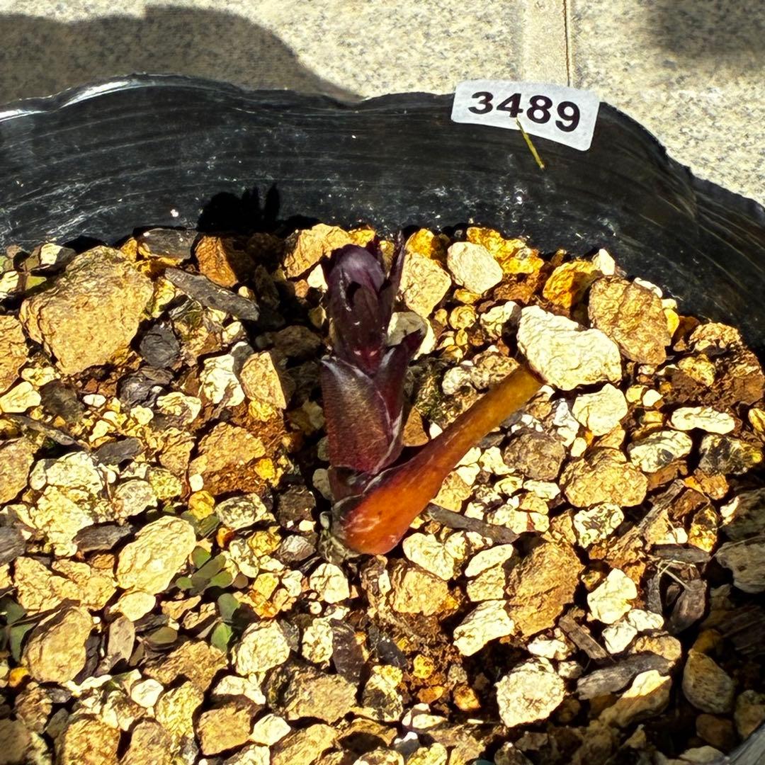 プ*ア様 3489☘️蕾花付き☘️⭐️ダブル⭐️写楽⭐️整形花⭐️艶ピコ⭐️樋口