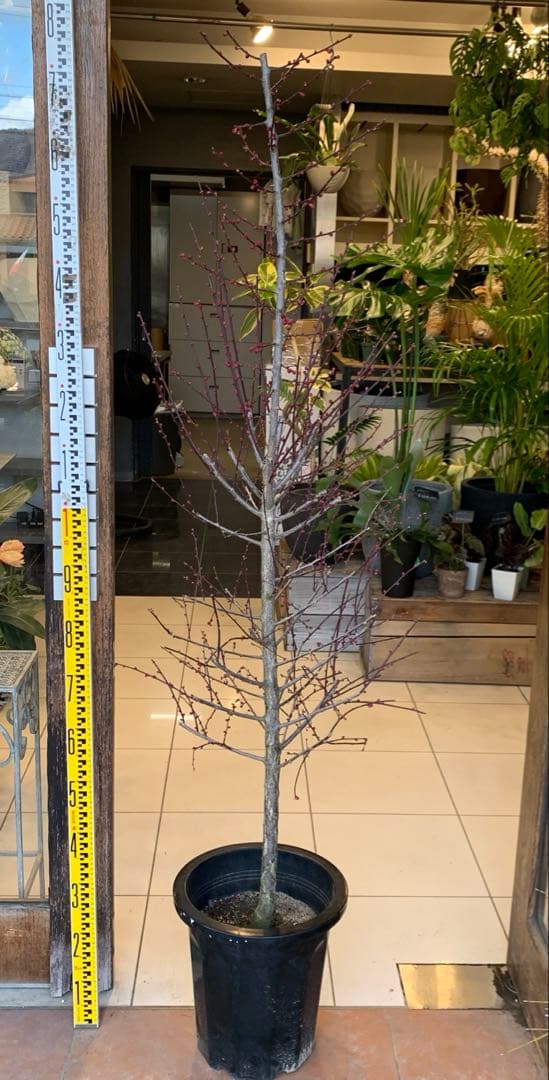 花梅　鹿児島紅梅　苗木 1