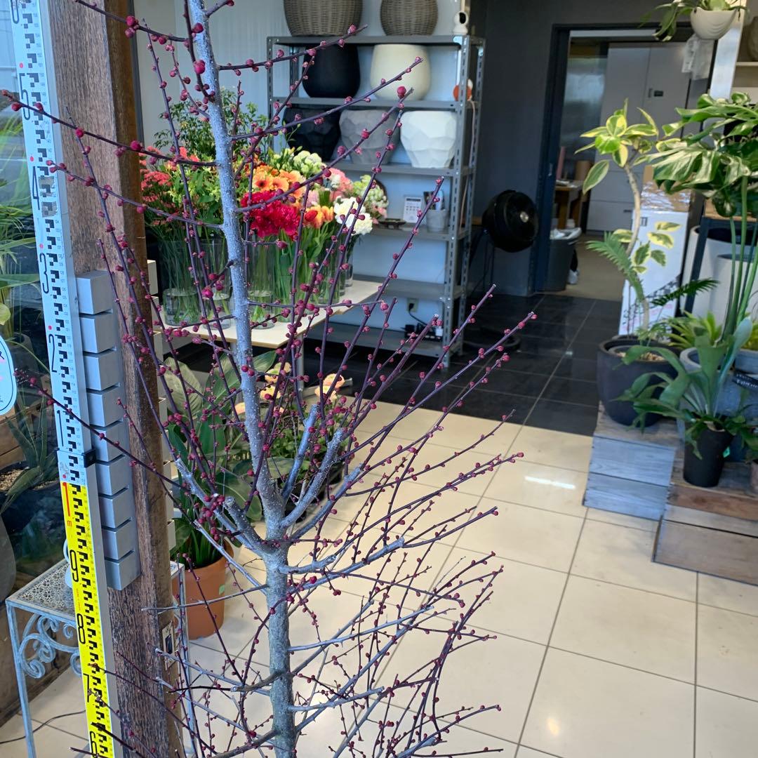 花梅　鹿児島紅梅　苗木 1
