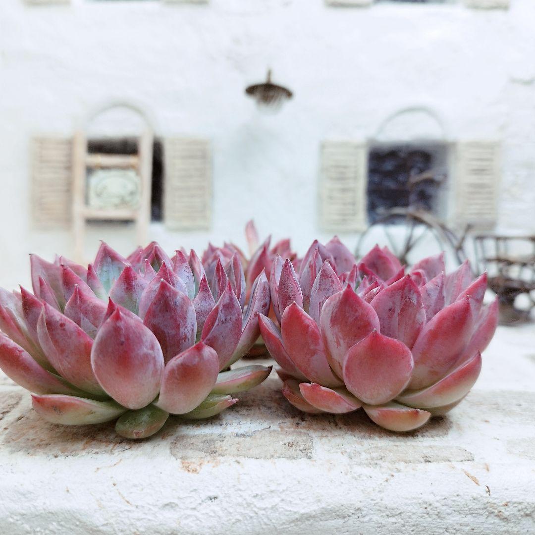 アンジェラ(白粉)◎多肉植物 カット苗 韓国苗 エケベリア等