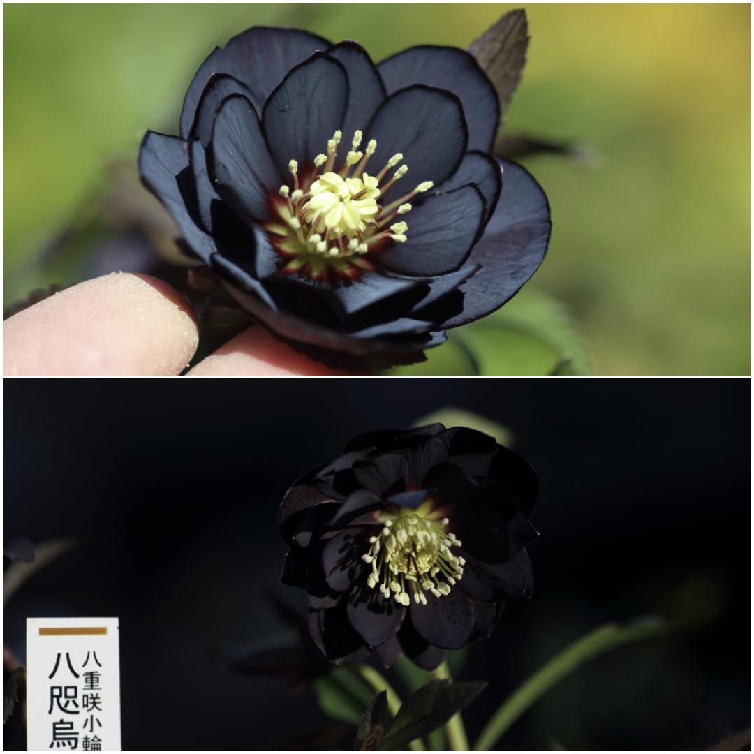 バカ息子と親バカ クリスマスローズ 開花実績株 苗 セット