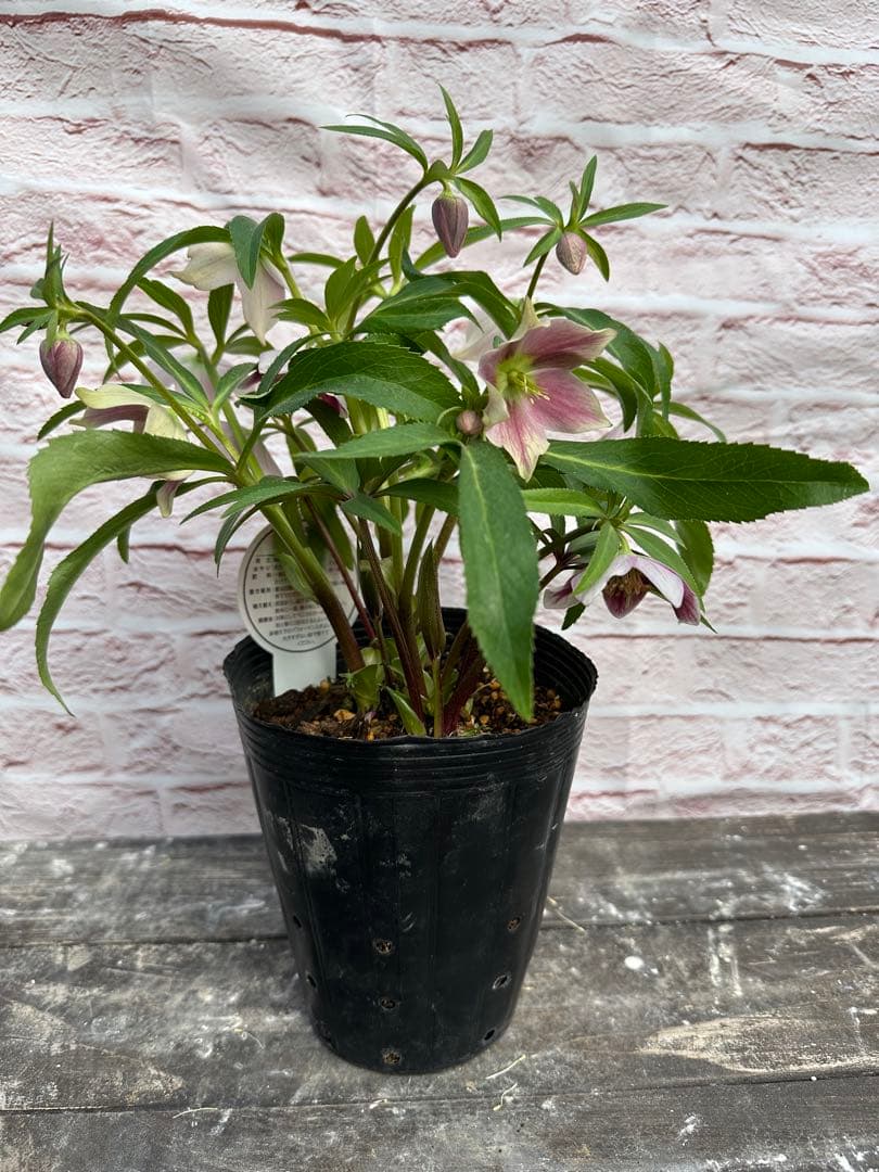 クリスマスローズ　プチドール　横山園芸　開花株