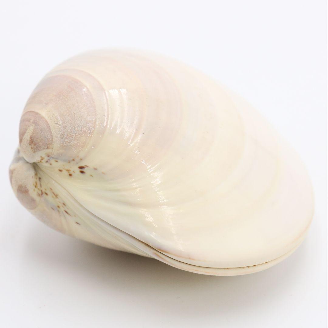 宗朝作 蛤香合 犬張子 共箱 茶道具　AT310　NT1