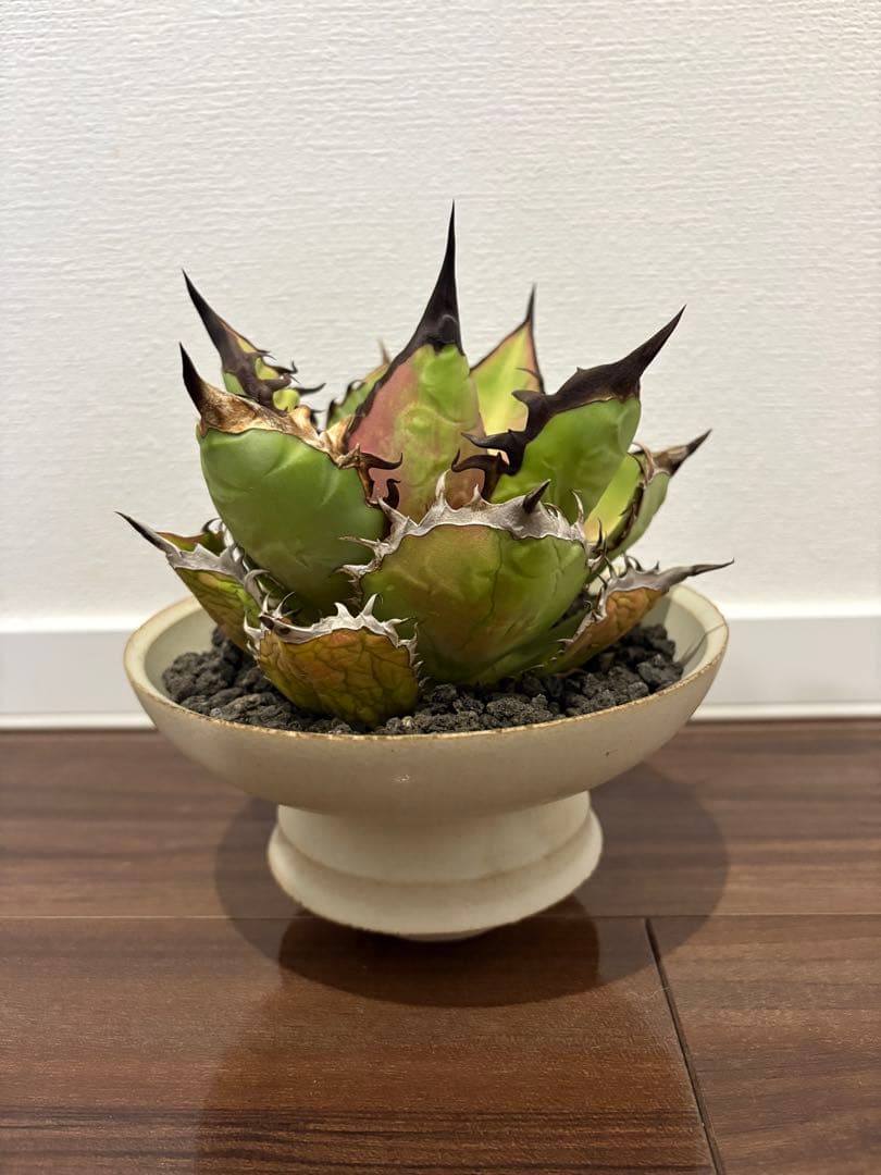 アガベ　チタノタ　ブラックファイヤー　valiem鉢付き