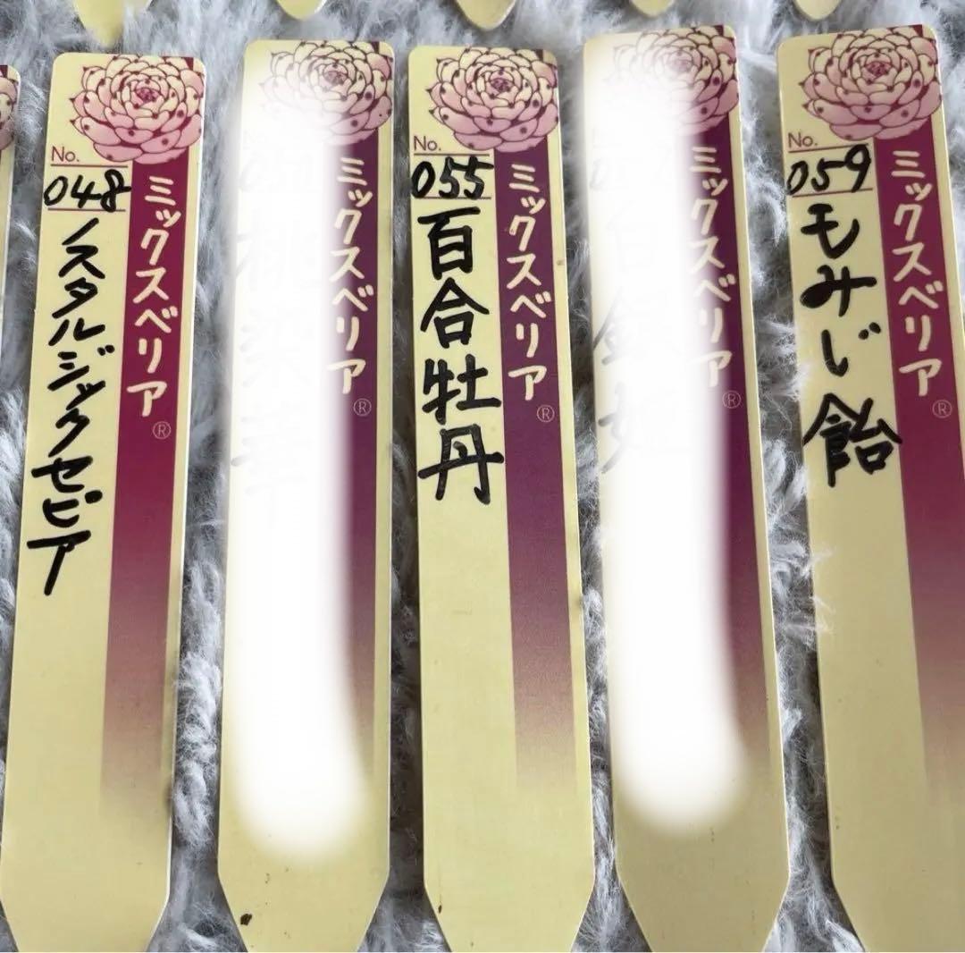 ミックスベリア　札　おらいさん❗️ご相談下さい