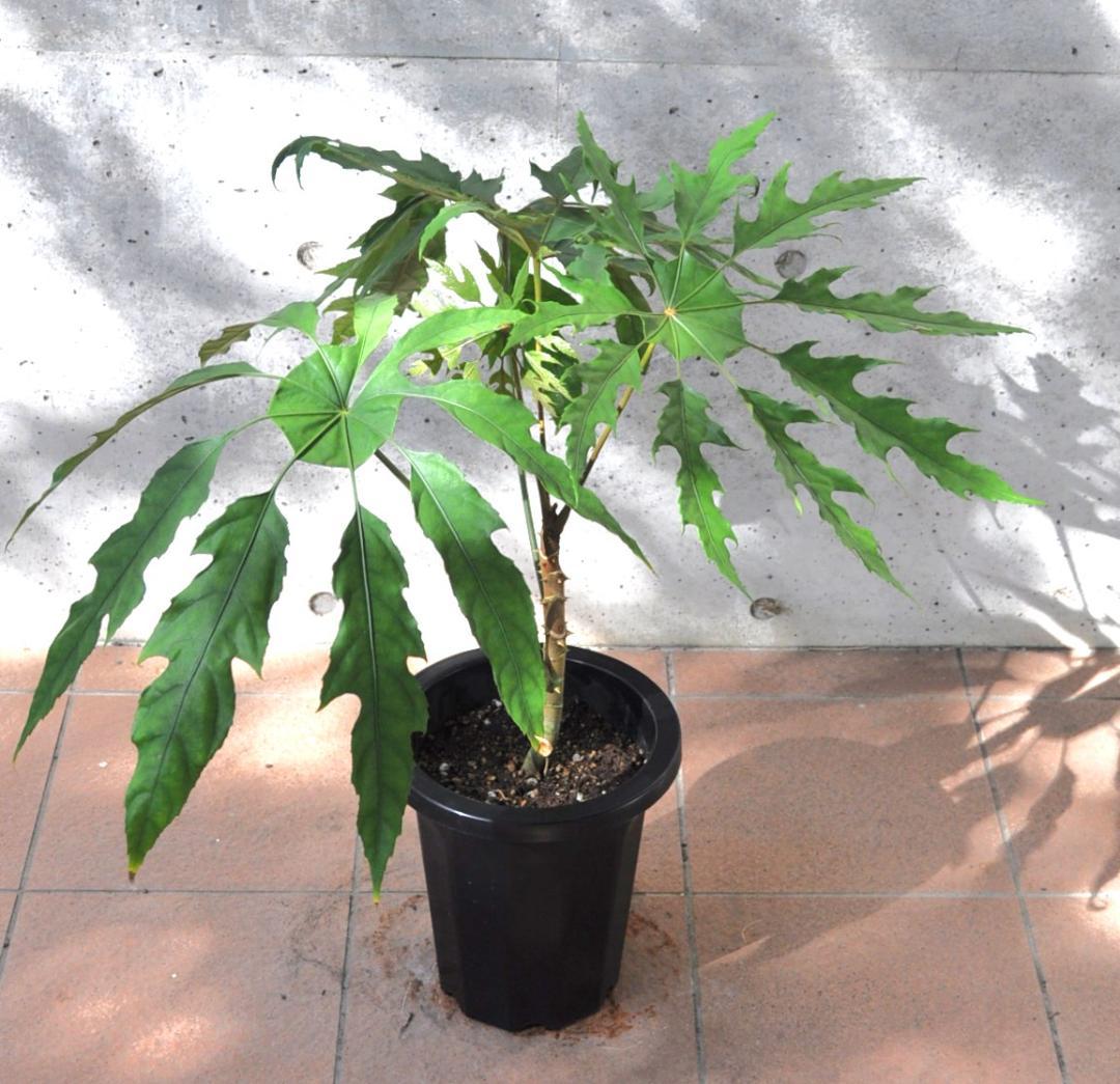 トレベシア 8号 75cm