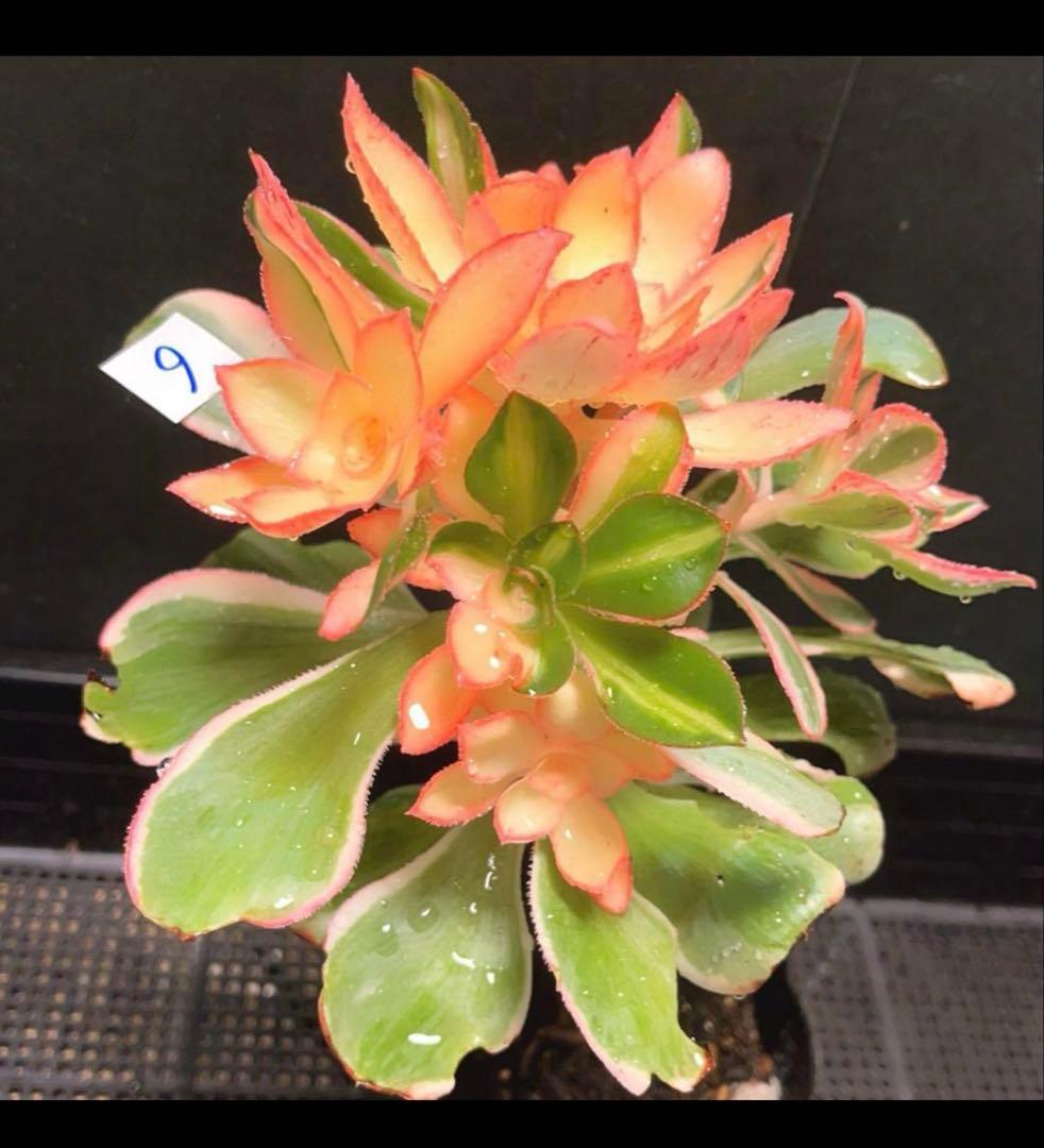 6#多肉植物アエオニウム錦❤️ 燕姿錦❤️7頭20cm拔き苗