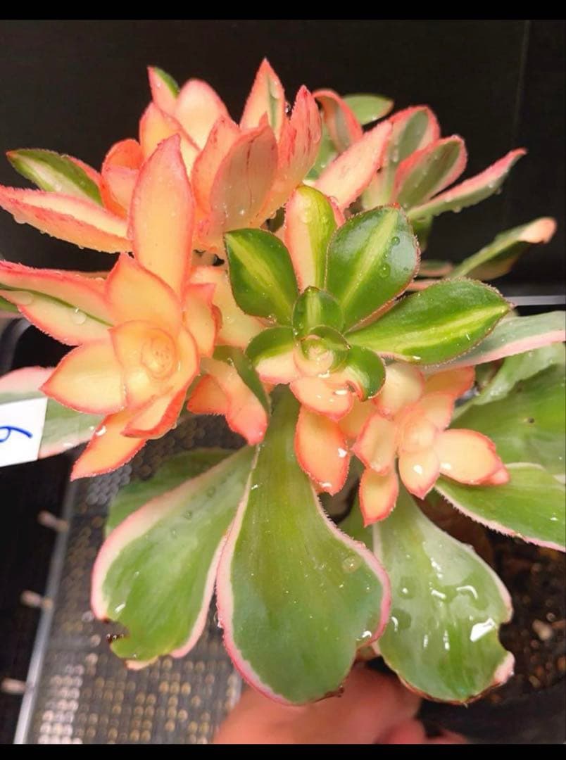6#多肉植物アエオニウム錦❤️ 燕姿錦❤️7頭20cm拔き苗