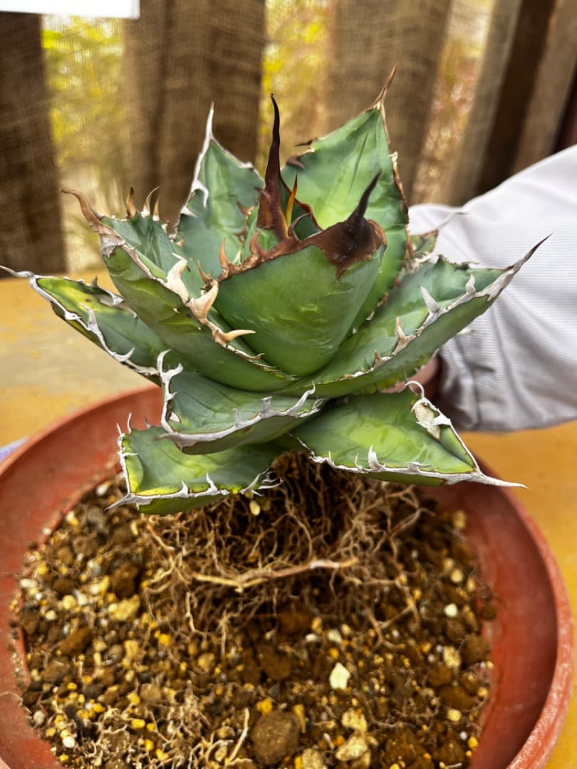 AGAVE TITANOTA GODZILLA ゴジラ OC株