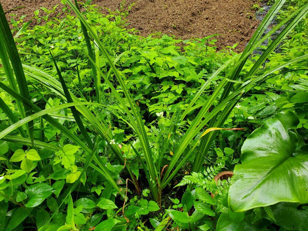 Neko様　売約済みです。耐寒宿根草　菖蒲湯用の菖蒲です。　22-4(5)