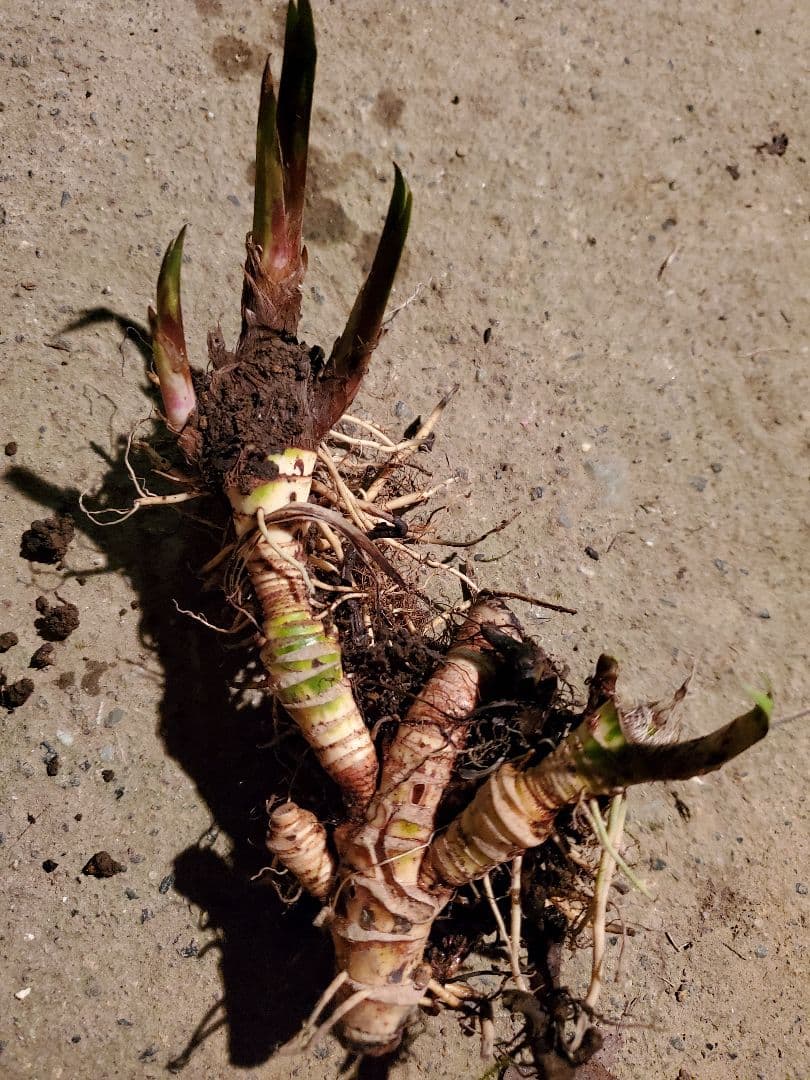 Neko様　売約済みです。耐寒宿根草　菖蒲湯用の菖蒲です。　22-4(5)