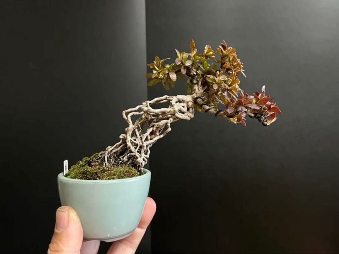 皐月盆栽　彩　根上がり　小品盆栽　根芸　花芽あり　(検索用　サツキ、花物)