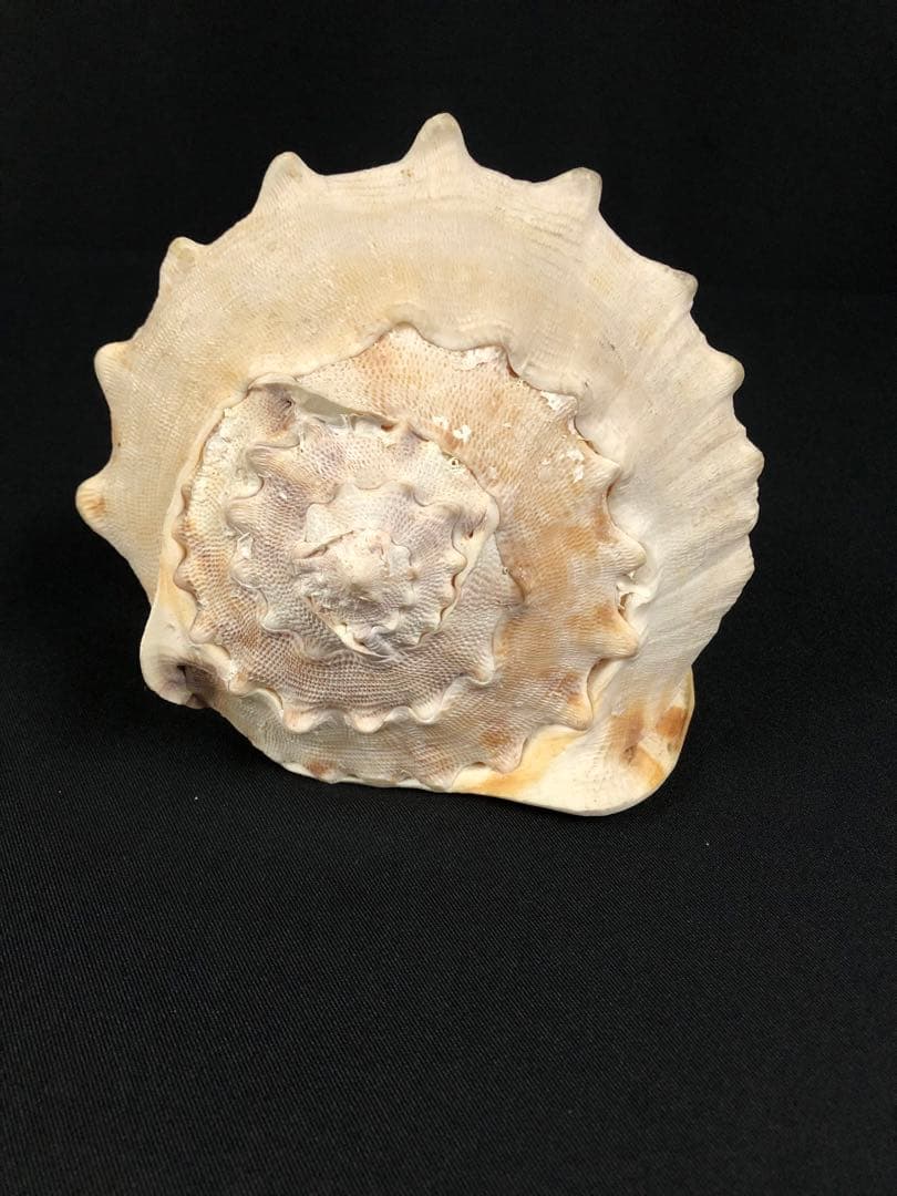 トウカムリガイ＊貝殻＊置物＊インテリア