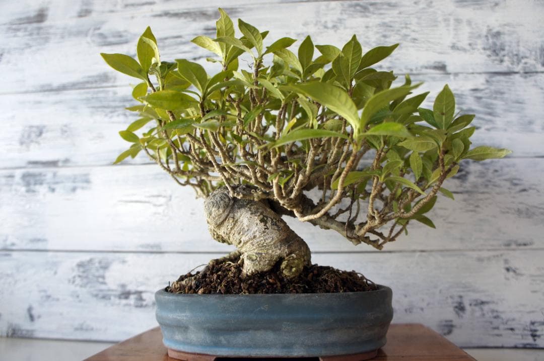 盆栽 『クチナシ』 花 インテリア 観葉植物 ガーデニング 送料無料 b071