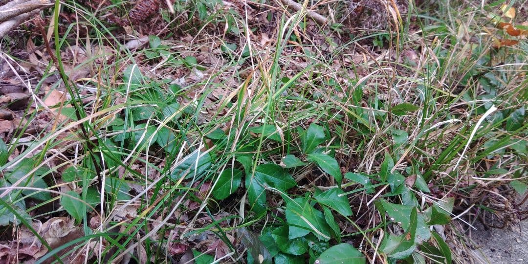 十両　(藪柑子)