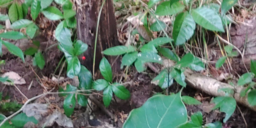 十両　(藪柑子)