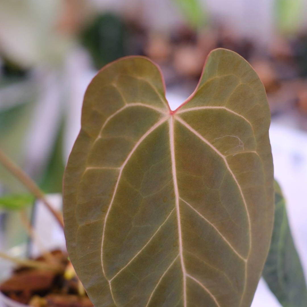 Anthurium Ace of Spade × A.Zara Michelle