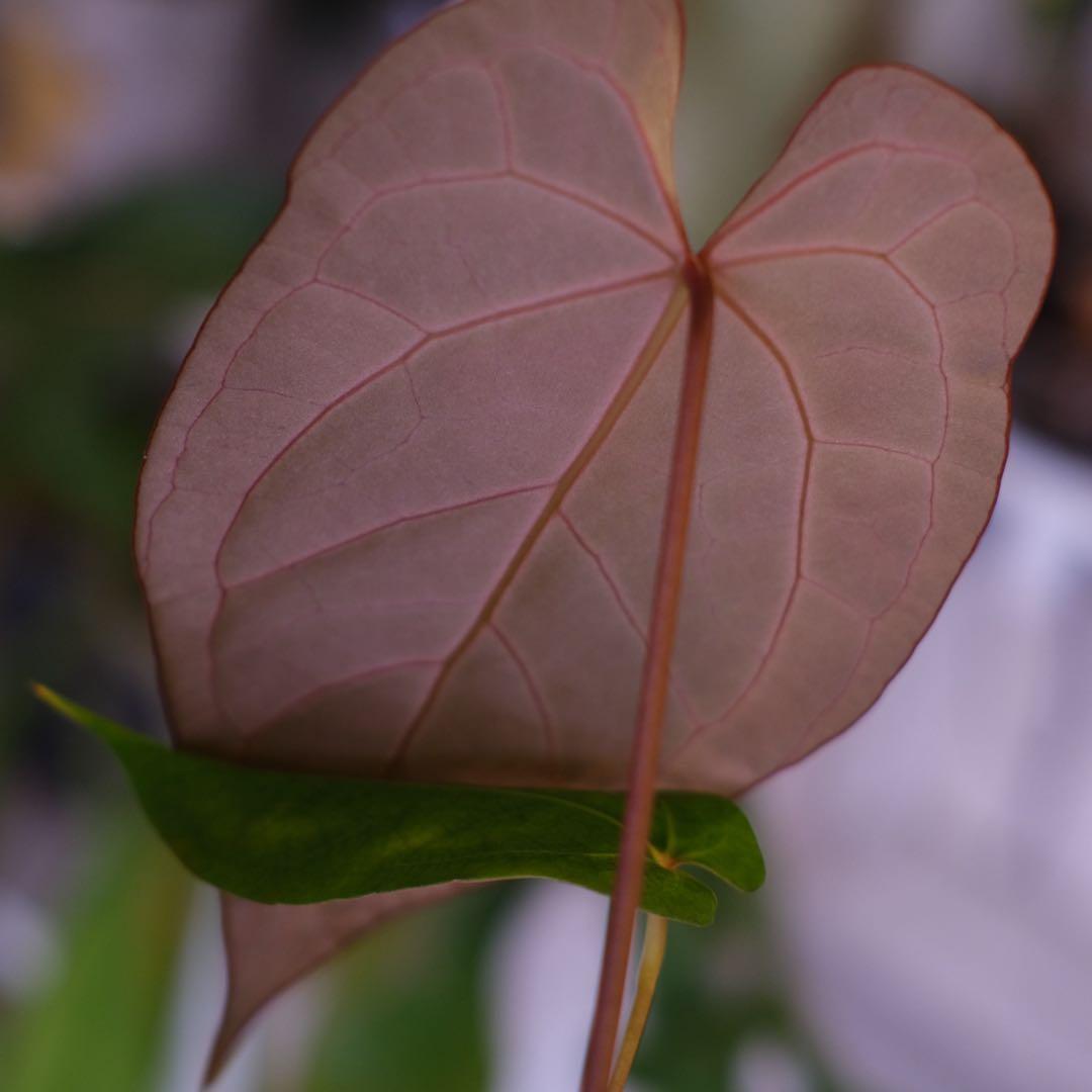 Anthurium Ace of Spade × A.Zara Michelle